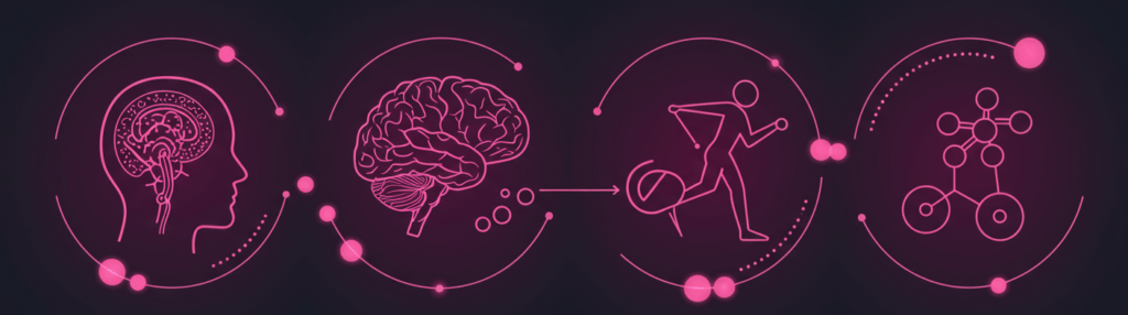 Illustration des quatre hormones du bonheur : dopamine, sérotonine, endorphine, ocytocine – émotions positives et bien-être