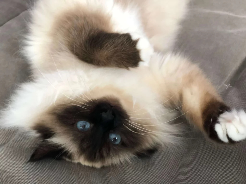 Massage canin et félin – bien-être du chat