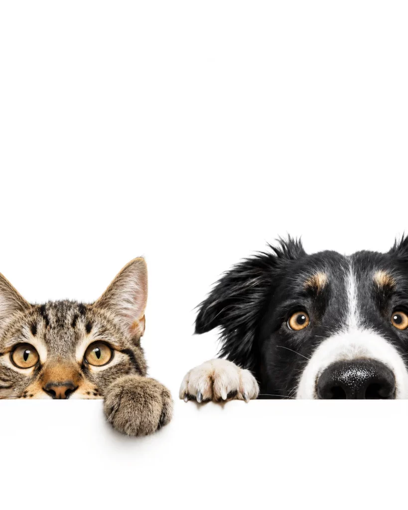 Chien et chat – formation de massage canin