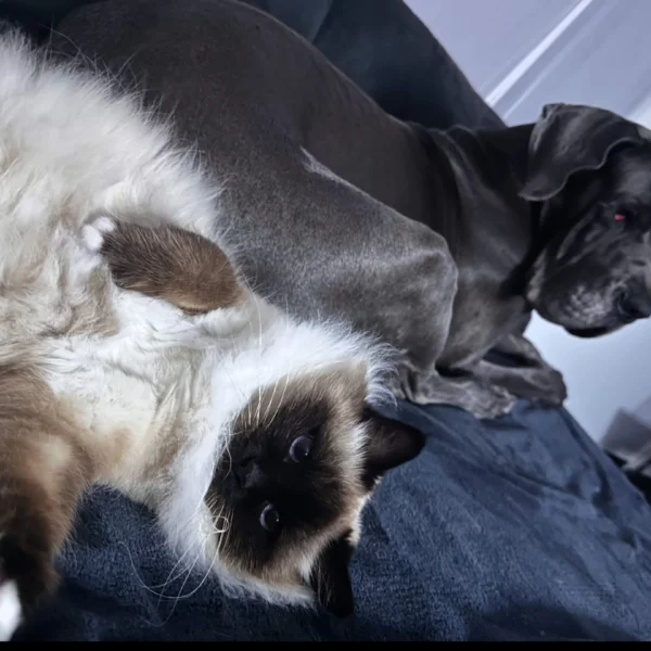 Massage canin et félin pour chien et chat, avec gestes doux de bien-être animalier