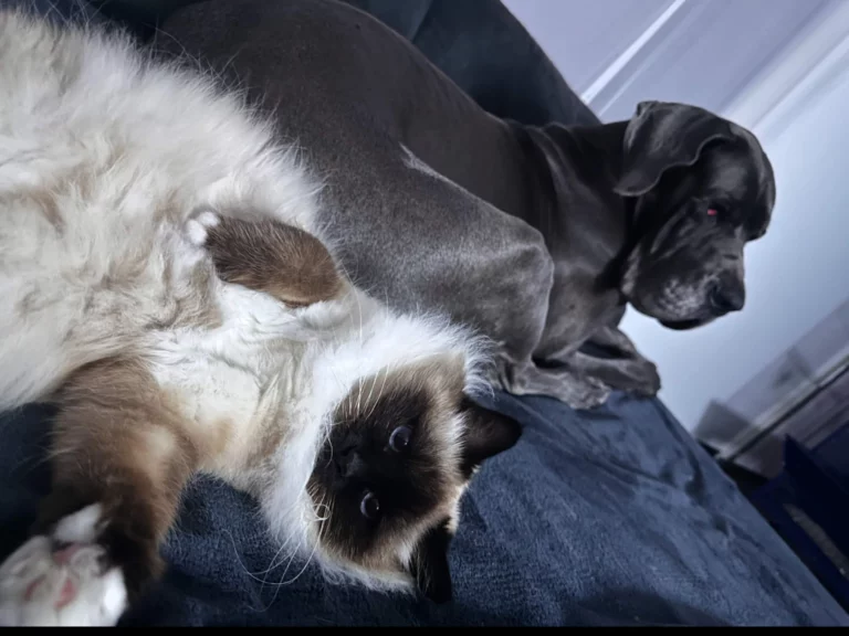 Massage canin et félin pour chien et chat, avec gestes doux de bien-être animalier