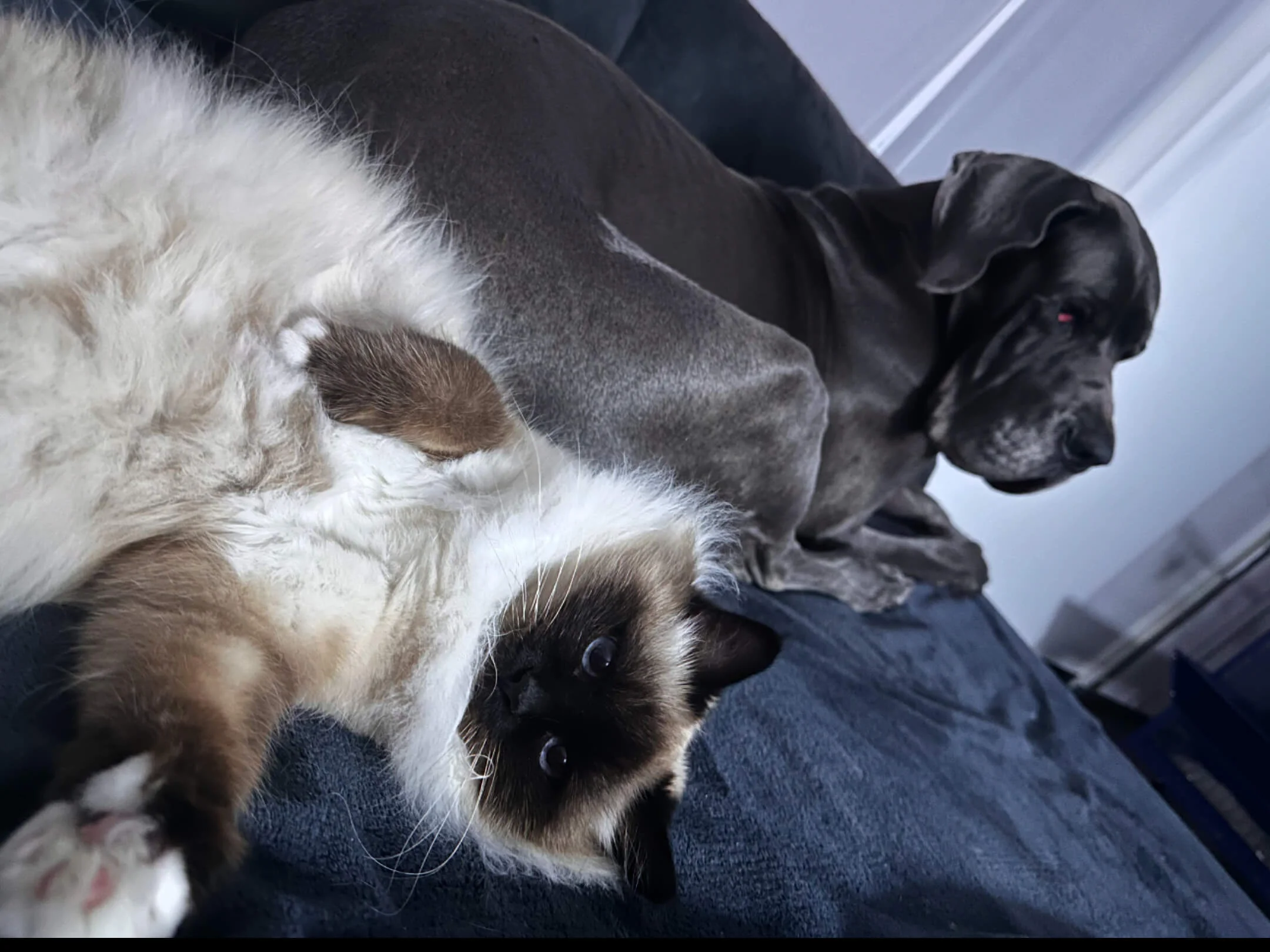 Massage canin et félin pour chien et chat, avec gestes doux de bien-être animalier