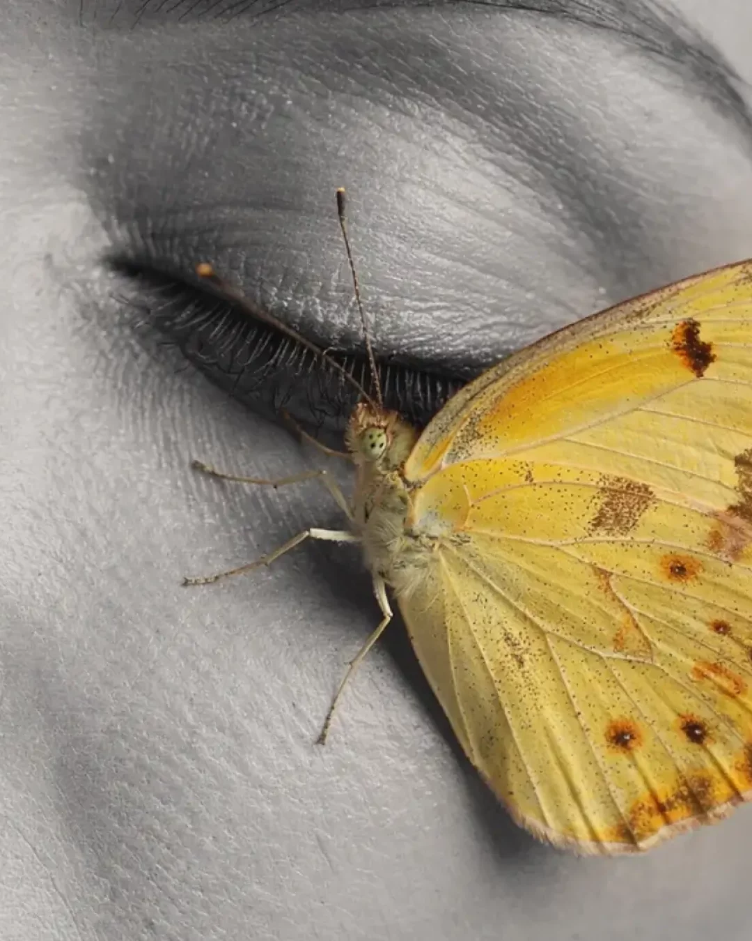 Massage métamorphique avec Sophie Antille : papillon symbolisant la transformation et la libération des émotions